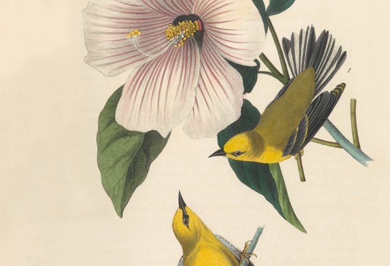 Composite of two blue-winged yellow swamp warblers next to a flower